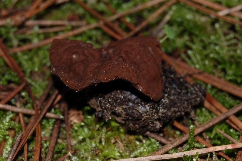 Giornata a San Rossore.